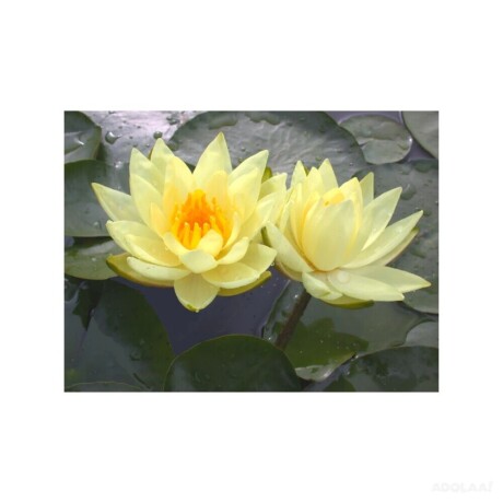 hardy-water-lilies-big-0