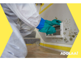 Pompano Beach's Premier Mold Remediation Services