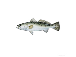 Specializes Speckled Trout Fishing New Orleans