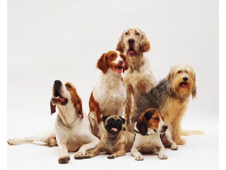 Find the best pet grooming services for your furry friends