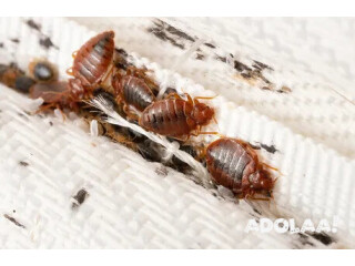 Specialized Bed Bugs Service in Maine