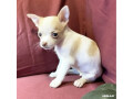 looking-for-puppy-chihuahuas-for-sale-small-0