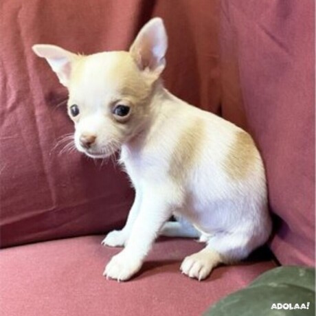 looking-for-puppy-chihuahuas-for-sale-big-0