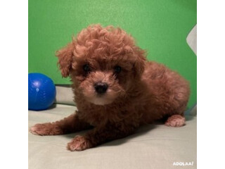 Best Poodle Puppies for Sale in Miami