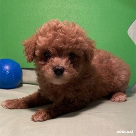 best-poodle-puppies-for-sale-in-miami-big-0