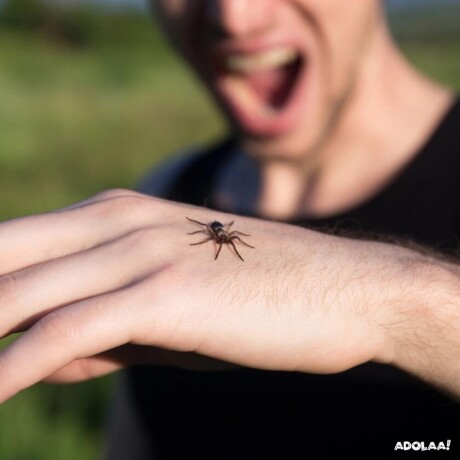 spider-bites-when-to-be-concerned-and-seek-medical-attention-big-0