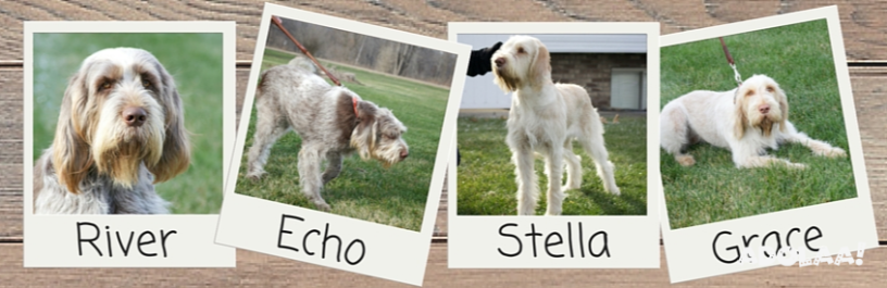 michigan-spinone-spinone-italiano-dogs-and-puppies-in-michigan-big-0