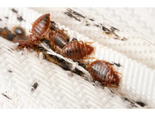 Trusted Maine Bed Bugs and Pest Control