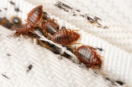 trusted-maine-bed-bugs-and-pest-control-big-0