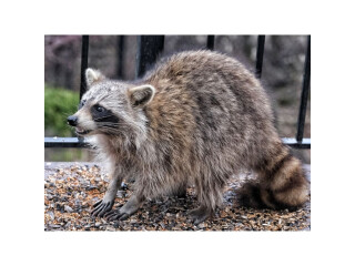 Best Raccoon Trapping Services Novi