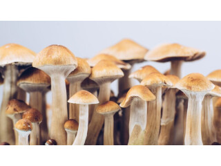 Get Shrooms Delivery In Washington DC Only At 4 Locals Only