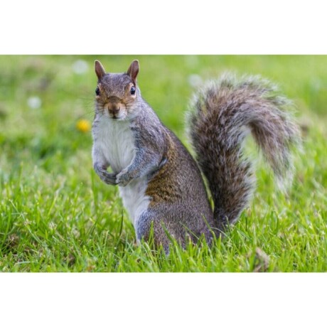 ensures-dead-squirrel-removal-novi-big-0