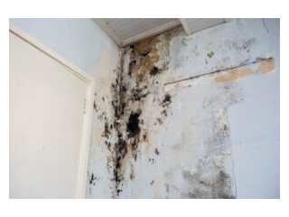 Mold Remediation Services Raleigh