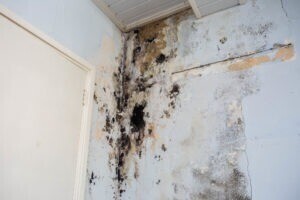 mold-remediation-services-raleigh-big-0