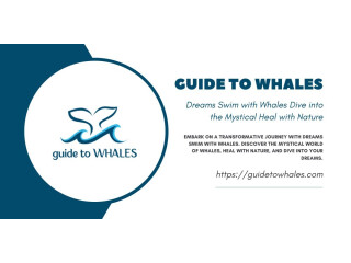 Embark on a Whales' Trail - Salt Cay Itinerary by Guide to Whales