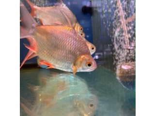 Buy Odd Ball Fish Online