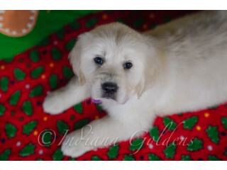 Golden Moments Begin Here: Golden Retriever Breeders in Indiana