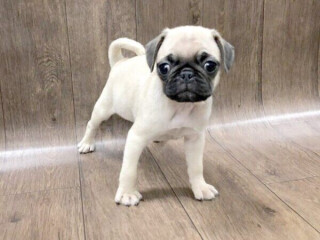 Bring Home Happiness: Fawn Pug Puppies for Sale - Act Fast!