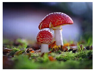 Entheogenic Mushrooms Washington