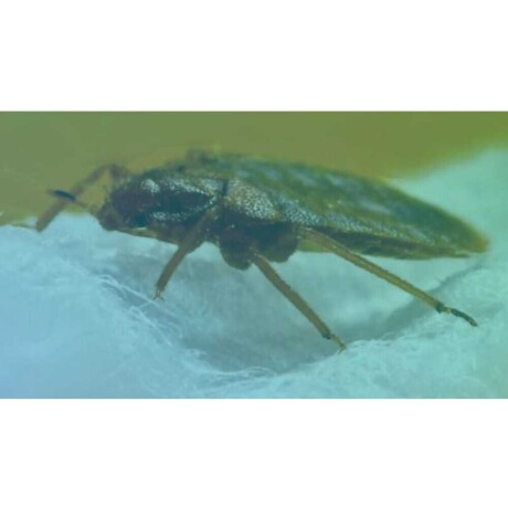 ensure-bed-bugs-control-detroit-big-0