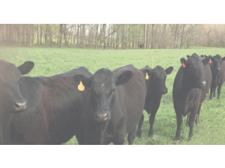 Pasture to Plate: Delighting Taste Buds with Organic Grass Fed Meat.