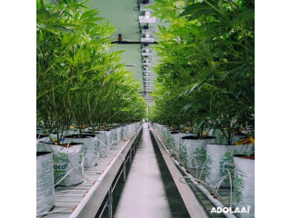 Wholesale hydroponic supplies