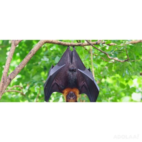 the-bat-exclusion-services-ann-arbor-big-0