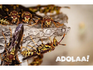 Trusted Wasps Control Services in Maine