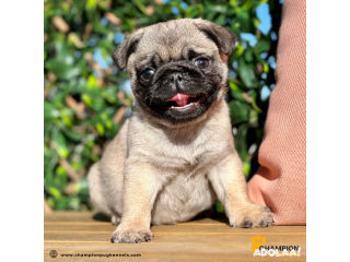 Small in Size, Big in Love: Mini Pugs for Sale in Florida!