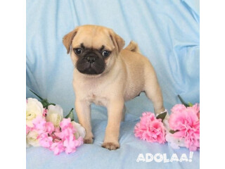 Give Love a Home: Discover Nearby Pug Puppies for Adoption Now!