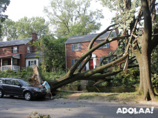 Book 24/7 Emergency Tree Service in GA