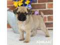 floridas-pug-experts-connect-with-accredited-breeders-for-your-new-family-member-small-0