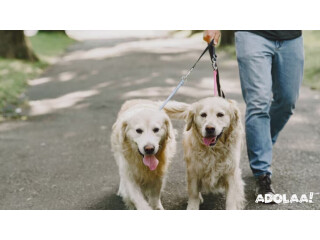 Dog Leash That Holds Several Dogs