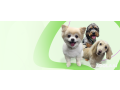 professional-dog-groomers-old-east-dallas-small-0