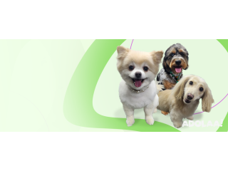 Professional Dog Groomers Old East Dallas