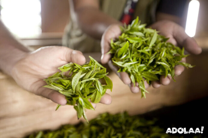 loose-leaf-tea-company-big-0