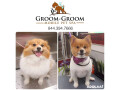 groom-groom-best-dog-grooming-brooklyn-small-0