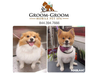 Groom-Groom Best Dog grooming Brooklyn,