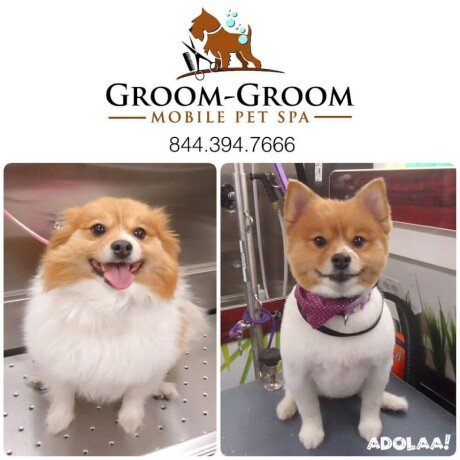 groom-groom-best-dog-grooming-brooklyn-big-0