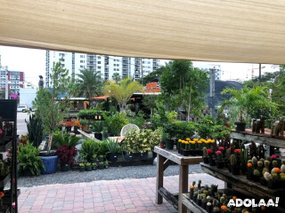 Midtown Garden Center - Plant nursery in Miami