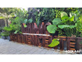 mimo-garden-center-plant-nursery-in-miami-florida-small-1