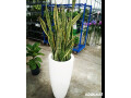 blue-orchids-nursery-office-plant-maintenance-small-0