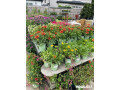 apenberrys-gardens-plant-nursery-in-orlando-fl-small-1