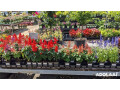 apenberrys-gardens-plant-nursery-in-orlando-fl-small-2