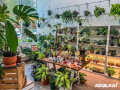 angies-planties-plant-nursery-in-orlando-florida-small-1