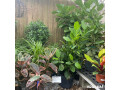 palmers-garden-and-goods-garden-centre-small-1