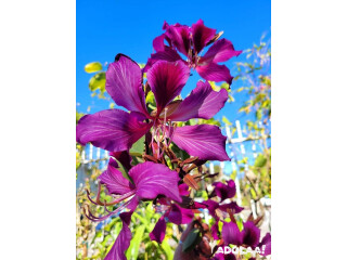 City Oasis - Plant nursery in Orlando, Florida