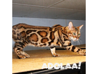 Bengal cats for sale near me: Discover Gorgeous Bengal Cats for awaiting Adoption