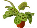 live-indoor-plant-easy-to-care-small-0