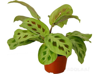 Live Indoor Plant Easy to Care